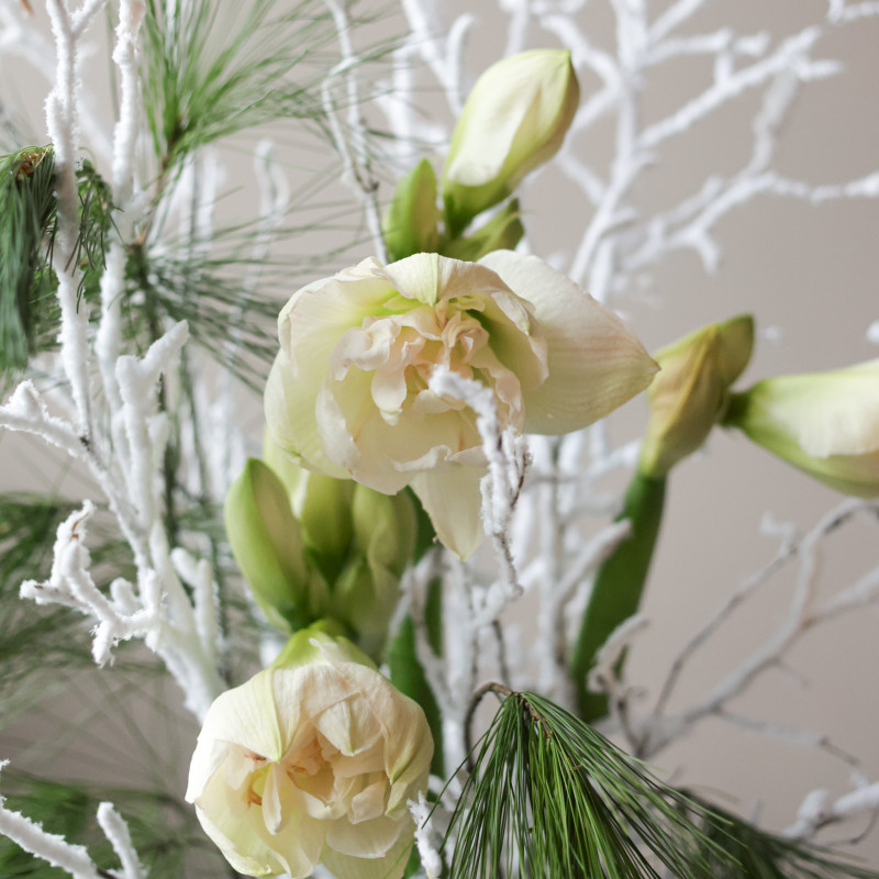 Зимний букет с белыми амариллисами