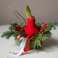 Композиция в низком кашпо с луковичным амариллисом в красном воске