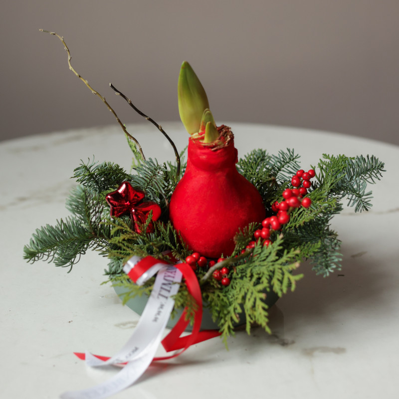 Композиция в низком кашпо с луковичным амариллисом в красном воске