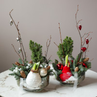 Амариллис (в асс.) в стекле с хвоей