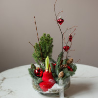 Амариллис (в асс.) в стекле с хвоей