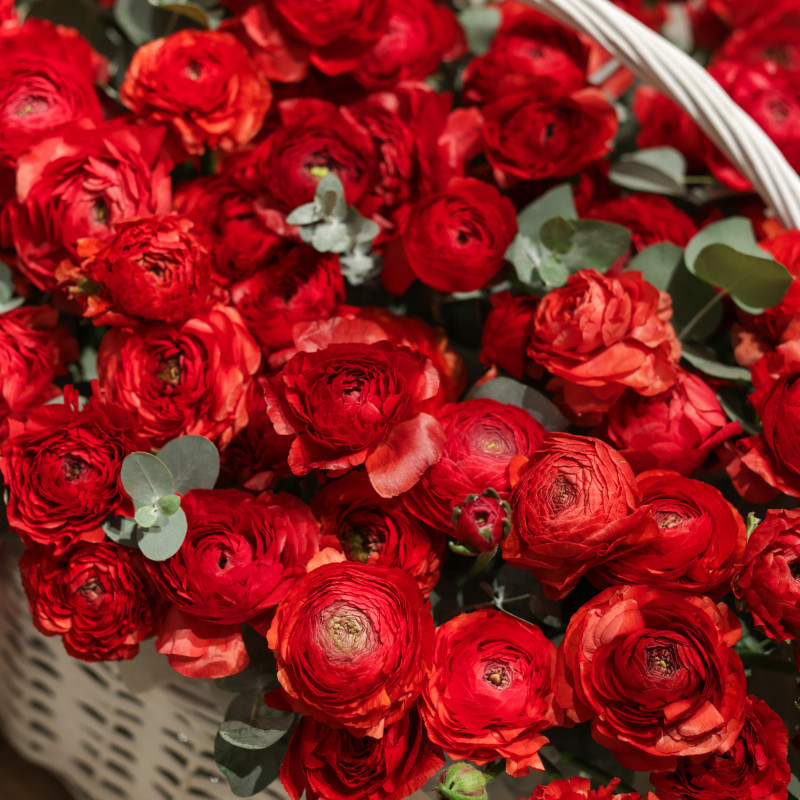 Эксклюзивная вау-композиция из 105 красных ранункулюсов в корзине