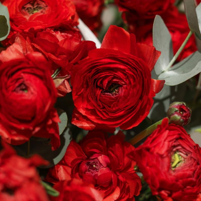 Эксклюзивная вау-композиция из 105 красных ранункулюсов в корзине