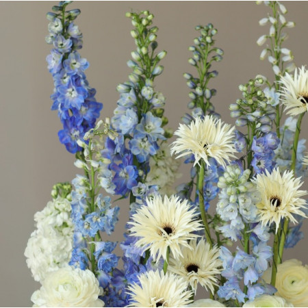 ДЕЛЬФИНИУМ