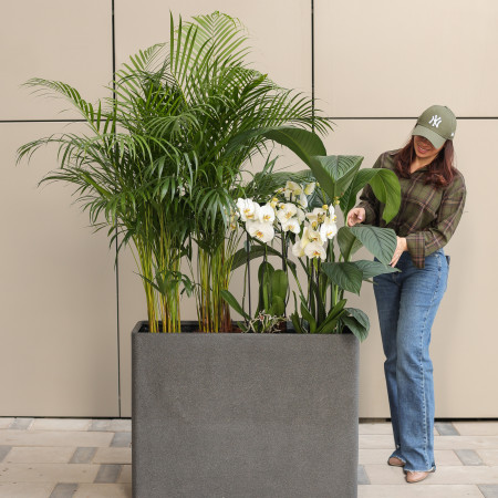 Комнатные растения