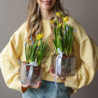 Весенний садик с нарциссами, мускари и гиацинтом 15х25см