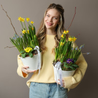 Весенний садик в жестяном кашпо с нарциссами, мускари и примулой