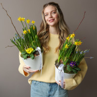 Весенний садик в жестяном кашпо с нарциссами, мускари и примулой