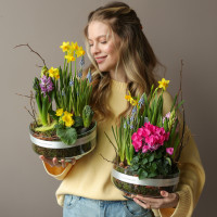 Весенний садик в стекле Лола с цикламенами, мускари, нарциссами и гиацинтами 24х30см