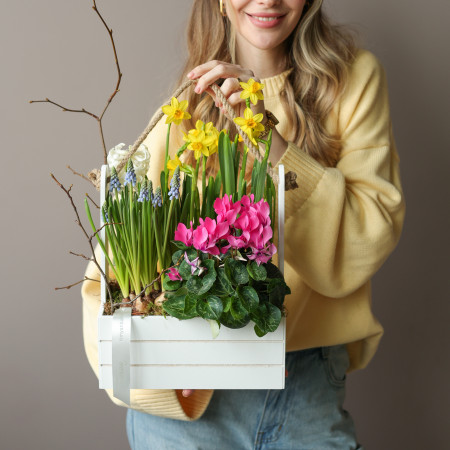 Весенний садик с мускари, нарциссами и цикламеном в среднем ящичке 26х35 см