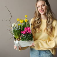 Весенний садик с мускари, нарциссами и цикламеном в среднем ящичке 26х35 см