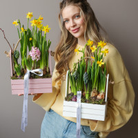 Весенний садик с нарциссами и ароматными гиацинтами в ящичке 21х35см
