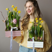 Весенний садик с нарциссами и ароматными гиацинтами в ящичке 21х35см