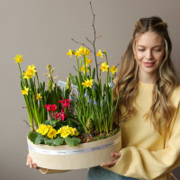 Премиальный весенний садик  в стильном кашпо с первоцветами 40х30см