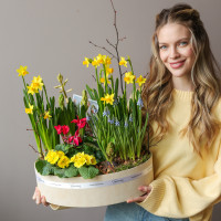 Премиальный весенний садик  в стильном кашпо с первоцветами 40х30см