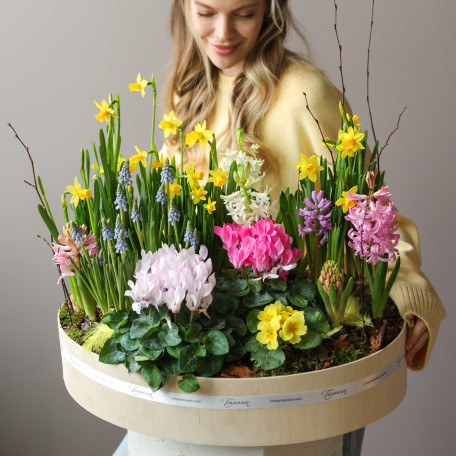 Премиальный большой садик в стильном кашпо с первоцветами 50х40 см