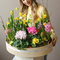 Премиальный большой садик в стильном кашпо с первоцветами 50х40 см