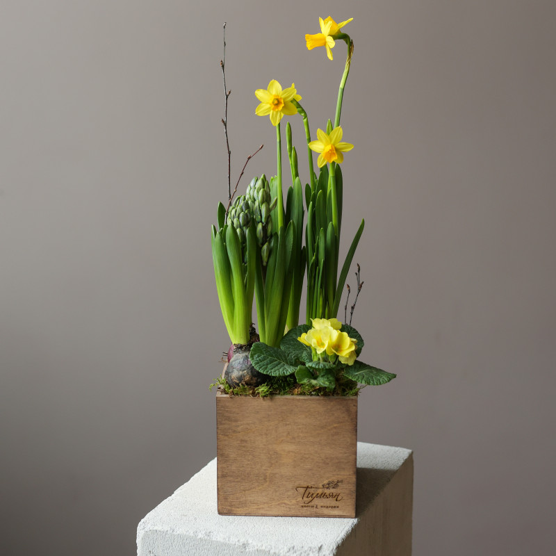 Весенний мини-садик в гиацинтами и нарциссами в ящичке