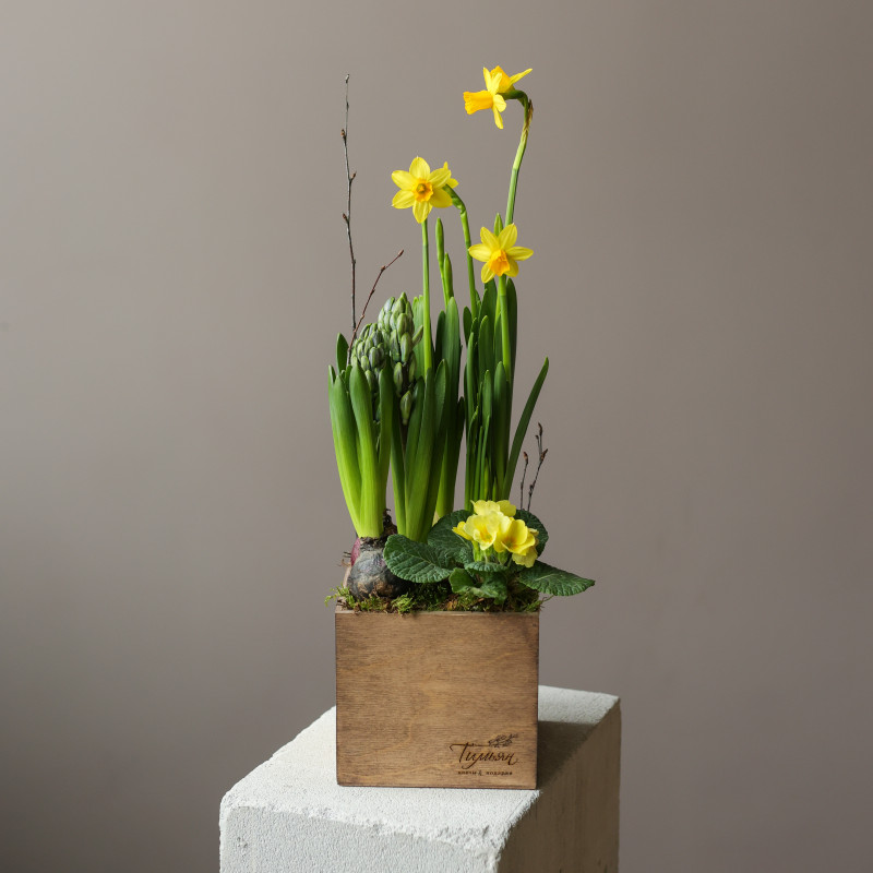 Весенний мини-садик в гиацинтами и нарциссами в ящичке