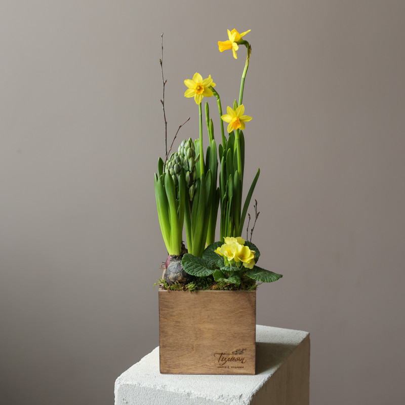 Весенний мини-садик в гиацинтами и нарциссами в ящичке