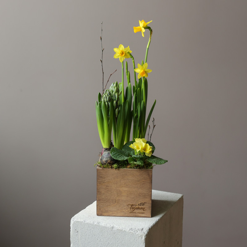 Весенний мини-садик в гиацинтами и нарциссами в ящичке