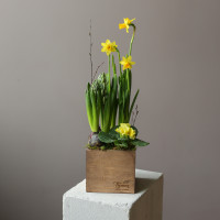 Весенний мини-садик в гиацинтами и нарциссами в ящичке