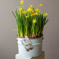 Стильная поляна весенних нарциссов в ведре 30х55см