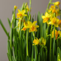 Стильная поляна весенних нарциссов в ведре 30х55см