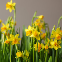 Стильная поляна весенних нарциссов в ведре 30х55см