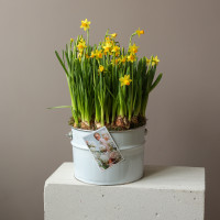 Стильная поляна весенних нарциссов в ведре 30х55см