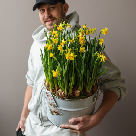 Стильная поляна весенних нарциссов в ведре 30х55см