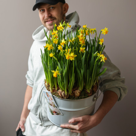 Стильная поляна весенних нарциссов в ведре 30х55см