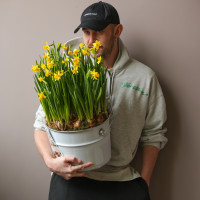 Стильная поляна весенних нарциссов в ведре 30х55см