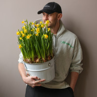 Стильная поляна весенних нарциссов в ведре 30х55см