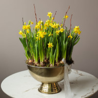 Премиум весенний сад с моно-нарциссами в шампаннице металл 40х60см