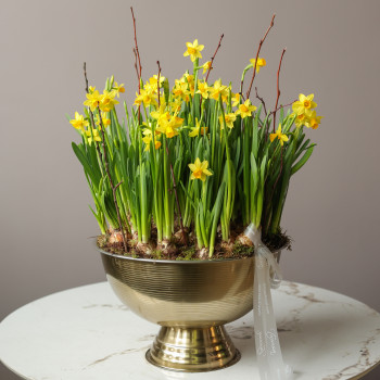 Премиум весенний сад с моно-нарциссами в шампаннице металл 40х60см