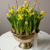 Премиум весенний сад с моно-нарциссами в шампаннице металл 40х60см