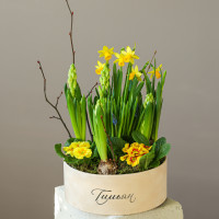 Весенний садик с нарциссами и гиацинтами в круглой бархатной коробке