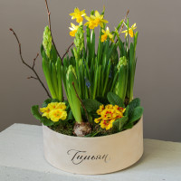 Весенний садик с нарциссами и гиацинтами в круглой бархатной коробке