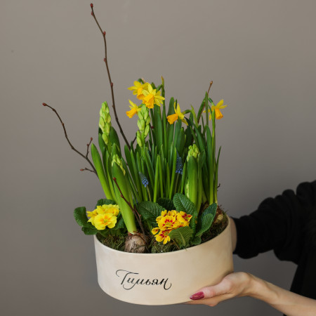 Весенний садик луковичных первоцветов в круглой бархатной коробке