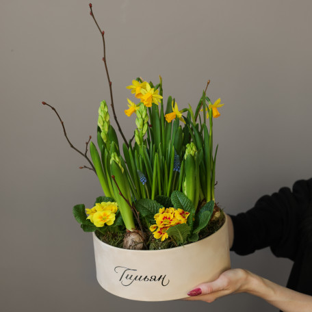 Весенний садик с нарциссами и гиацинтами в круглой бархатной коробке
