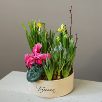 Весенний садик с нарциссами и цикламенами в круглой бархатной коробке