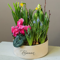Весенний садик с нарциссами и цикламенами в круглой бархатной коробке