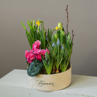 Весенний садик с нарциссами и цикламенами в круглой бархатной коробке