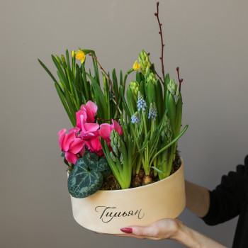 Весенний садик с нарциссами и цикламенами в круглой бархатной коробке
