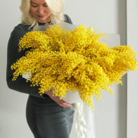 Шикарный пушистый монобукет мимозы 