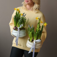 Весенний садик с нарциссами, мускари и гиацинтами и керамическом кашпо