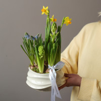 Весенний садик с нарциссами, мускари и гиацинтами и керамическом кашпо