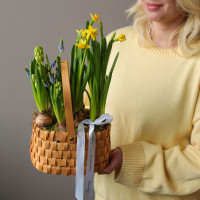 Весенний садик в плетёном лукошке с нарциссами, мускари и гиацинтами