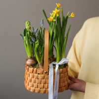 Весенний садик в плетёном лукошке с нарциссами, мускари и гиацинтами